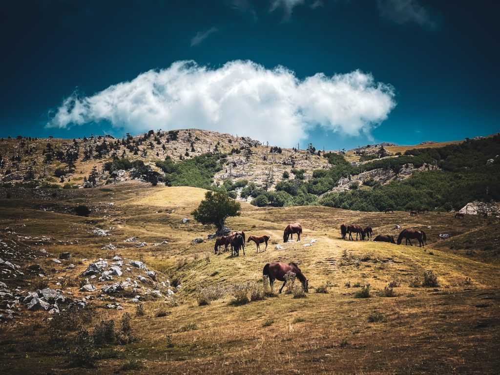 Cavalli liberi di scorrazzare sul Pollino