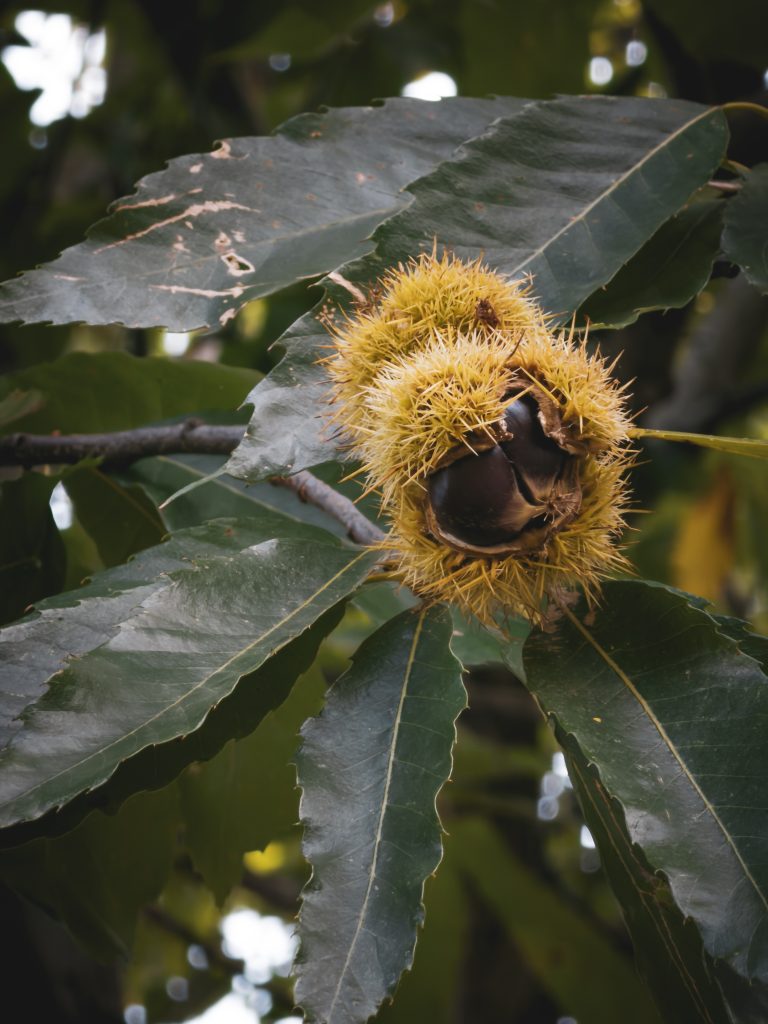 Castagne